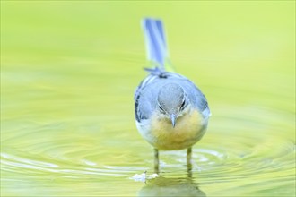 Grey wagtail (Motacilla cinerea) at the shore of a lake with autumncolours, wildife, Catalonia,