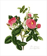 Rosa damscene, Great Royal Rose, Rose, Historic rose, Rose breeding, Illustration from 1799,