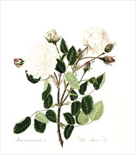 White provincialis, white Provence rose, Rose, Historic rose, Rose breeding, Illustration from