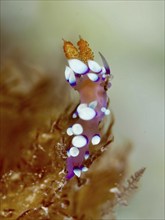 Nudibranch with distinct white dots and purple details, White-tipped Coryphellina, Flabellina