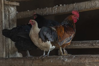 Farmyard Gockel with chickens in the henhouse of a farm in the countryside. Bas rhin, Alsace,