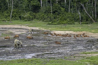 Forest elephants (Loxodonta cyclotis) and bongo antelopes (Tragelaphus eurycerus) in the Dzanga Bai