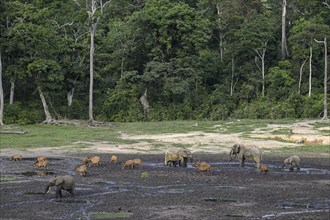 Forest elephants (Loxodonta cyclotis) and bongo antelopes (Tragelaphus eurycerus) in the Dzanga Bai