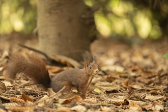 Eurasian squirrel (Sciurus vulgaris), standing on brown soil, brown leaves everywhere, curious and