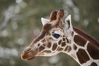 Reticulated giraffe (Giraffa camelopardalis reticulata), portrait, winter, captive, Germany, Europe