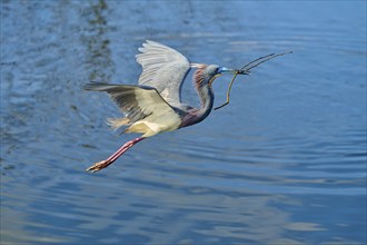 Tricolored Heron (Egretta tricolor), fly, with a branch, spring, Wakodahatchee Wetlands, Delray