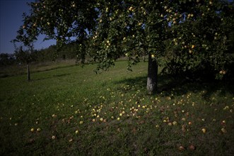 Fallen fruit, apple tree, yellow apples, meadow orchard, Waiblingen, Baden-Württemberg, Germany,