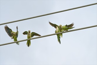 Monk parakeet (Myiopsitta monachus), several birds sitting and flying on power lines in front of a