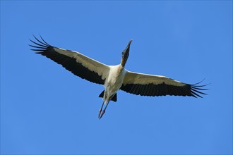 Wood Stork (Mycteria americana), with outstretched wings flying through a clear blue sky,