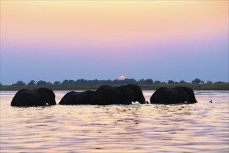 4 African elephants (Loxodonta africana), 4 males, bulls crossing the Chobe River in the water.