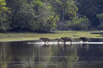 Red buffalo or forest buffalo (Syncerus nanus) crossing a river, Loango National Park, Parc