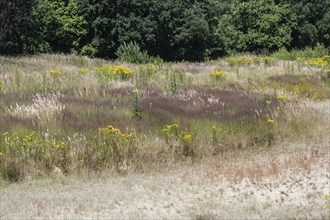 Extensive meadow with St James' ragwort (Senecio jacobaea) and flowering grasses, Emsland, Lower