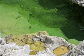 Emerald green river Pozze Smeraldine, Tramonti di Sopra, Province of Pordenone, Italy, Europe