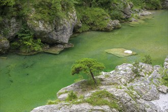 Emerald green river Pozze Smeraldine, Tramonti di Sopra, Province of Pordenone, Italy, Europe