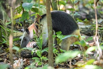 Northern tamandua (Tamandua mexicana), adult, foraging in the rainforest, Corcovado National Park,