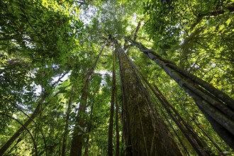 Dense vegetation in the tropical rainforest, roots of a strangler fig on a tree, view upwards,