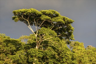 Treetops in the evening light against a dark sky, dense vegetation in the tropical rainforest,