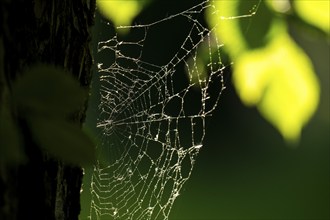 Spider web on oak trunk in backlight, Rosensteinpark, Stuttgart, Baden-Württemberg