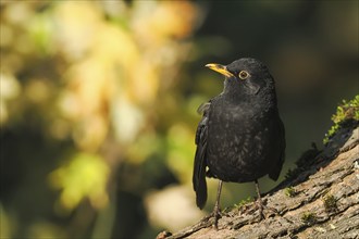 A male blackbird (Turdus merula) standing on a tree trunk against an autumnal, sunny backdrop,