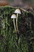 Helminths (Mycena), Emsland, Lower Saxony, Germany, Europe