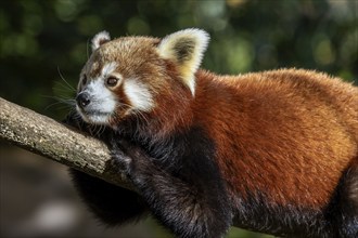 Red panda (Ailurus), lying on a branch, captive, Baden-Württemberg, Germany, Europe