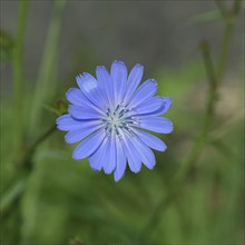 Common chicory Common chicory (Cichorium intybus), single flower, blue flower, Westerwald,