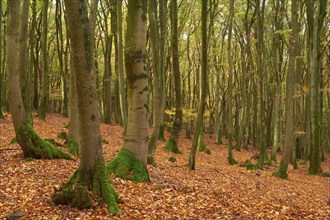 Forest in autumn with dense foliage and high mossy tree trunks, quiet atmosphere, Altenbuch,