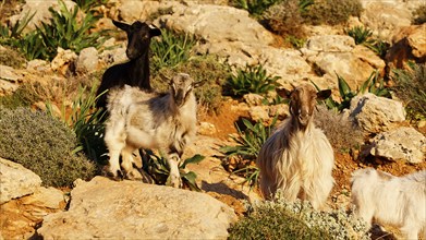 Three goats (caprae) on a rocky terrain, with plants in the background, Gramvoussa peninsula,