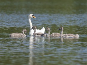 Mute swan (Cygnus olor), adult and young birds swimming on a pond, Thuringia, Germany, Europe