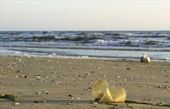 Plastic waste on the beach of the Baltic Sea, September, Germany, Europe