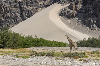 Angola giraffe (Giraffa camelopardalis angolensis) in front of a dune, Hoanib dry river, Kaokoveld,