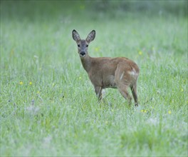 Roe deer (Capreolus capreolus), doe standing in a meadow and looking attentively, wildlife, Lower