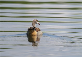 Egyptian goose (Alopochen aegyptiaca) swimming on a pond, Thuringia, Germany, Europe