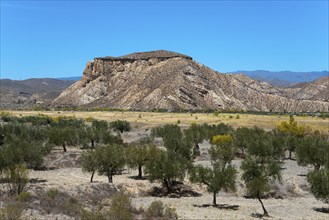 Rocky mountains in an arid landscape with scattered trees under a clear blue sky, Llano de Buho,