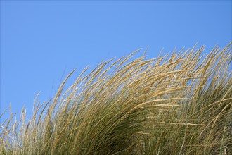 Tall yellow grasses bend in the wind against a clear blue sky, summer, Saintes-Maries-de-la-Mer,