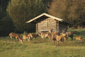 Red deer (Cervus elaphus) mixed herd in front of a mountain hut during the rut, Allgäu, Bavaria,