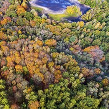 Mixed forest in autumn, colouring, aerial view, forest, autumnal, Ahlhorn fish ponds,