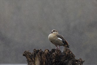 Egyptian goose (Alopochen aegyptiaca) adult bird on a tree stump during a rain storm, Suffolk,