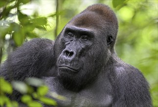 Western lowland gorilla (Gorilla gorilla gorilla), male, silverback, Baï-Hokou, Dzanga-Ndoki