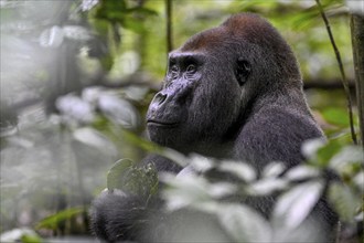 Western lowland gorilla (Gorilla gorilla gorilla), male, silverback, Baï-Hokou, Dzanga-Ndoki