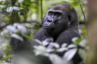 Western lowland gorilla (Gorilla gorilla gorilla), male, silverback, Baï-Hokou, Dzanga-Ndoki