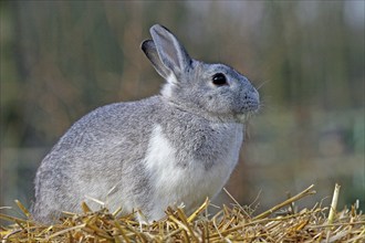 Domestic rabbit (Oryctolagus cuniculus)