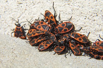 Firebugs (Pyrrhocoris apterus) at a house wall in Ystad, Scania, Sweden, Scandinavia, Europe