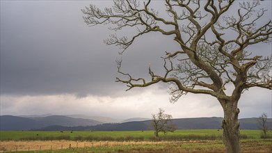 Single windswept tree without leaves is seen in a meadow with grazing cows and mountains in the