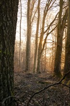 Sunlight breaks through tree trunks and bathes the forest in warm colours, Gechingen, Black Forest,