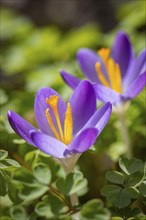 Two purple crocuses (Crocus) with visible yellow stamens, Neunkirchen, Lower Austria, Austria,