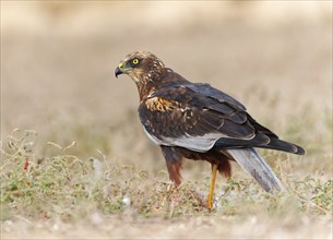 Male marsh harrier (Circus aeruginosus) on its prey, Catalonia, Spain, Europe