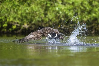 Canada Goose, Branta canadensis, bird running on water