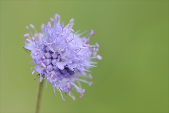 Common devil's-bit scabious (Succisa pratensis, Scabiosa succisa), flower, Bavaria, Germany, Europe