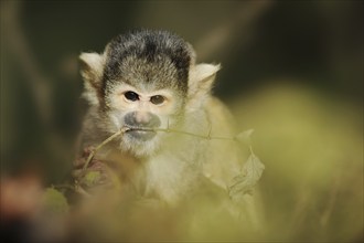 Black-capped squirrel monkey (Saimiri boliviensis), captive, occurring in South America